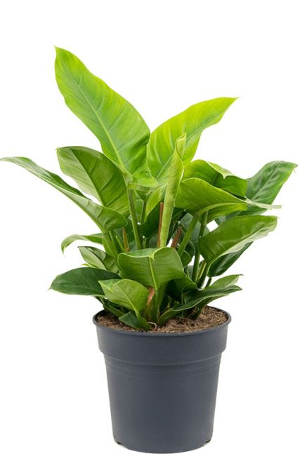 Philodendron imperial green zimmerpflanze