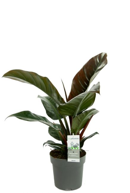 Philodendron imperial red zimmerpflanze