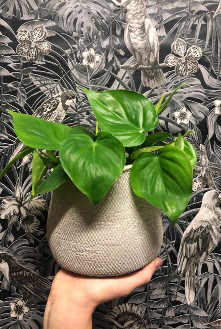 Philodendron scandens im Topf
