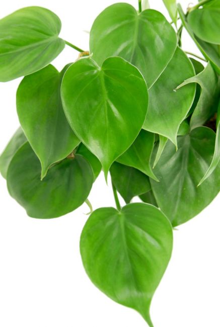 Philodendron scandens Pflanze 1
