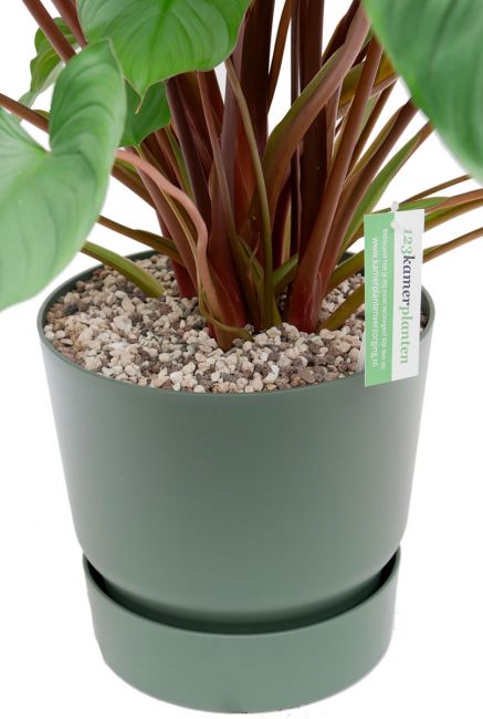 Plant in elho greenville pot