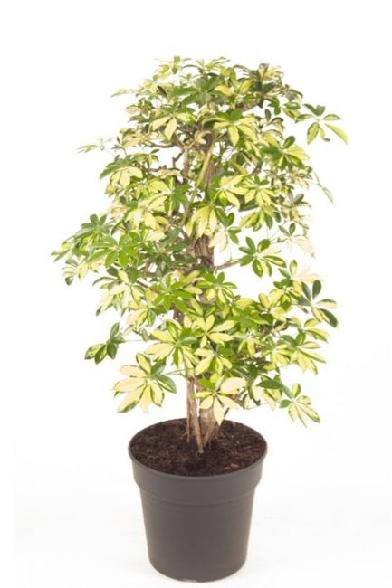 Schefflera trinette vingersboom plant