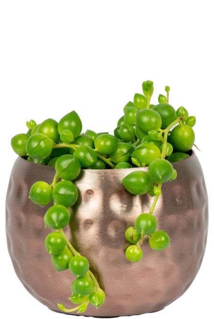 Smal-pot-with-plant