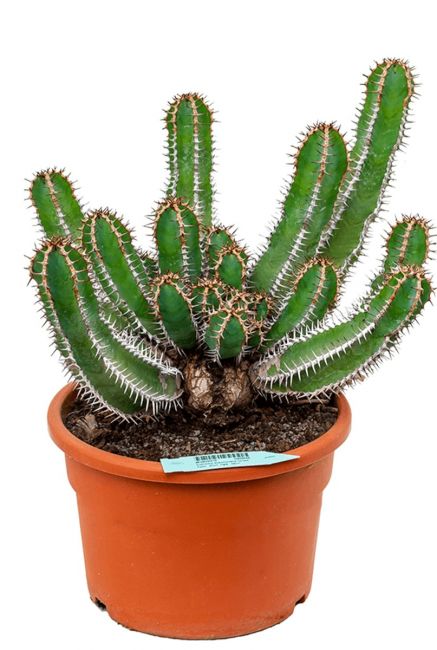 Euphorbia avasmontana Wolfsmilch  kaktus