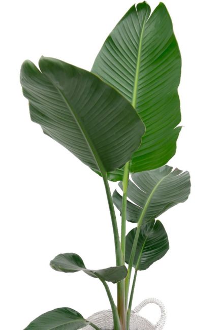 Strelitzia paradijsvogelbloem plant