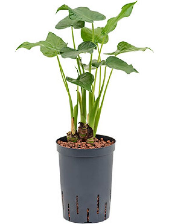 Alocasia cucullata hydrokulturpflanze