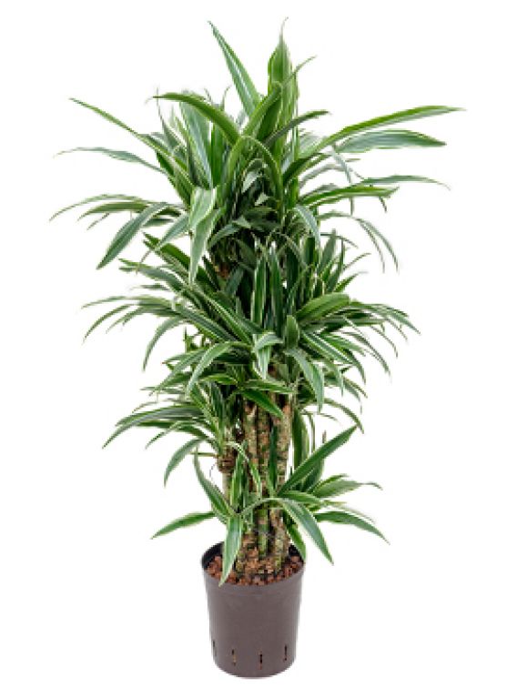 Dracaena deremensis hydrokulturpflanze
