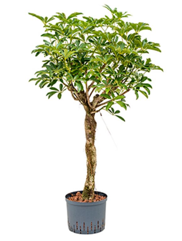 Schefflera arboricola hydrokultur