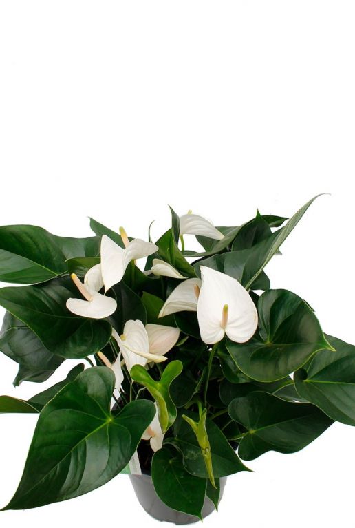 Anthurium weiße Blume