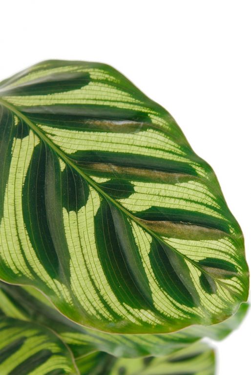 gestreiftes Blatt
