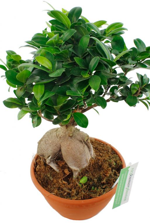 Ficus mini baum