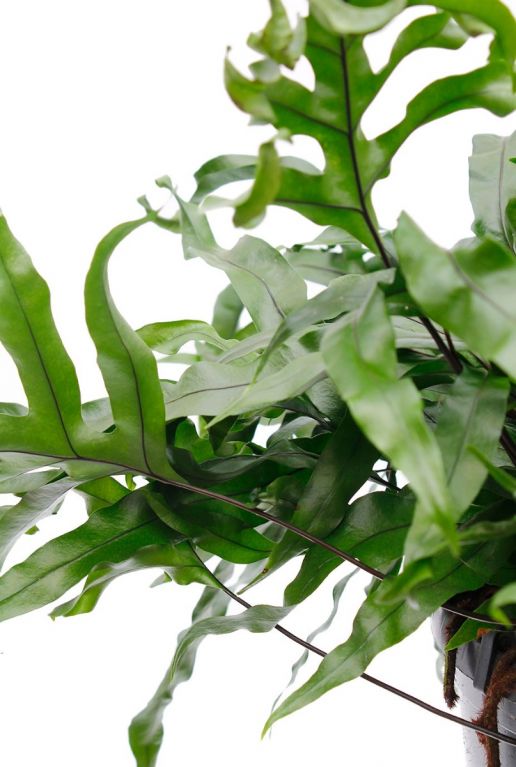 Grüne Blätter des Microsorum-Javafarns