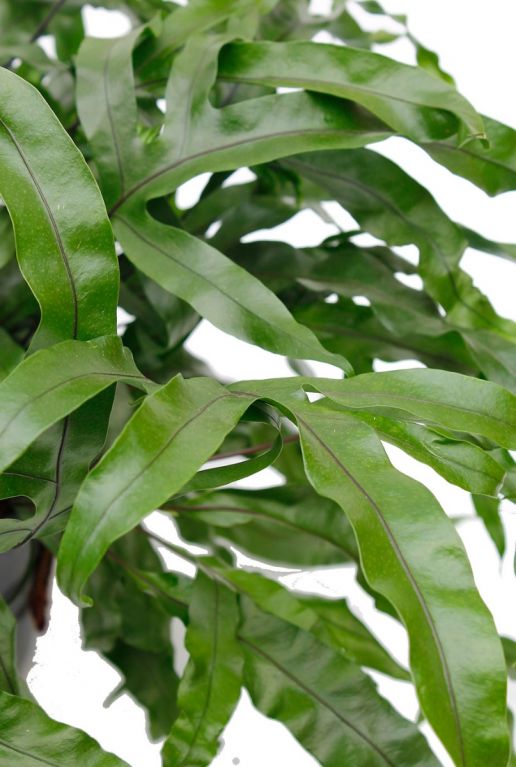 Schöne grüne gekräuselte Blätter Microsorum Zimmerpflanze