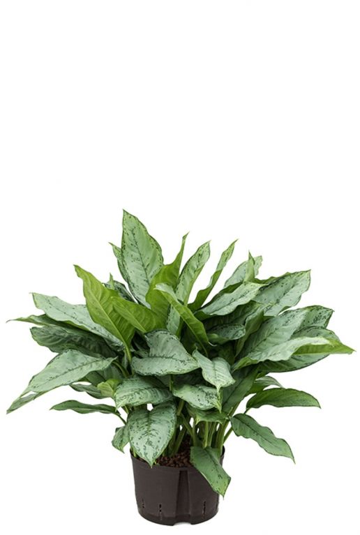 Aglaonema freedman hydrokulturpflanze