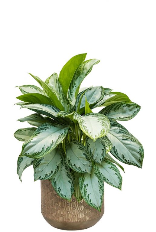 Aglaonema plant in pot