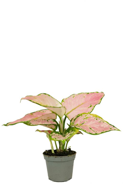 Aglaonema red zirkon plant