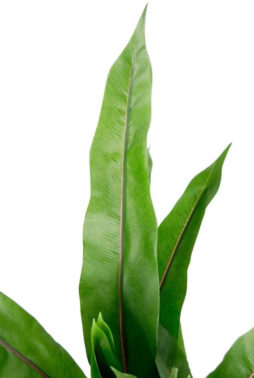 Asplenium fern kunstblad