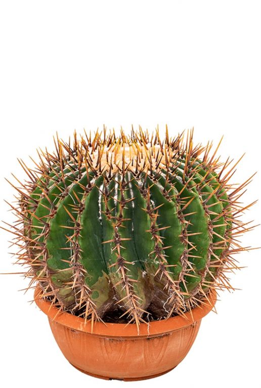 Echinocactus ingens   Kaktus