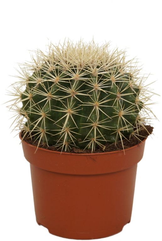 Kaktus-echinocatus-grusonii-klein