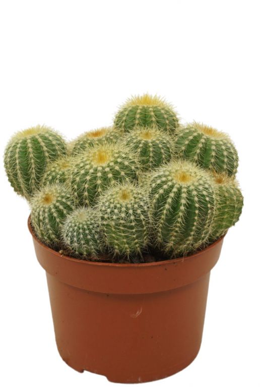 Kaktus-eriocactus-warasii 1