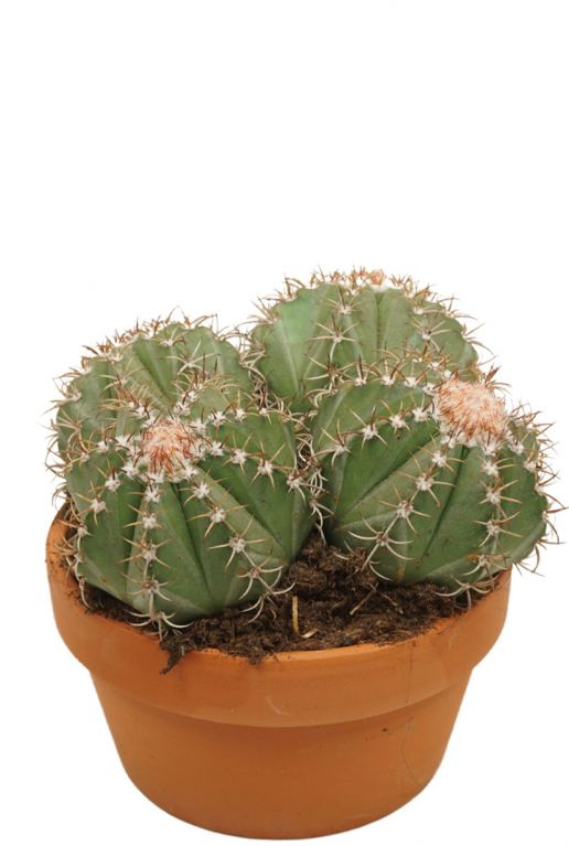 Kaktus-melocactus-matanzanus-klein