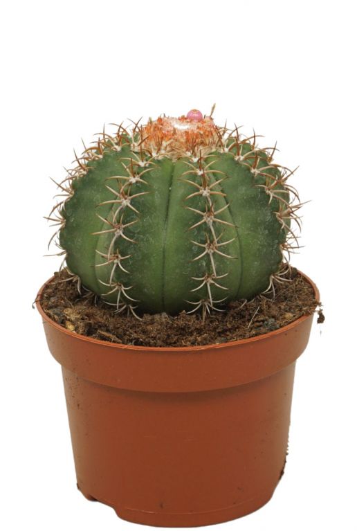Kaktus-melocactus-matanzanus