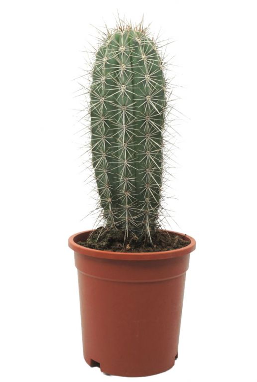 Kaktus-pachycereus-pringlei