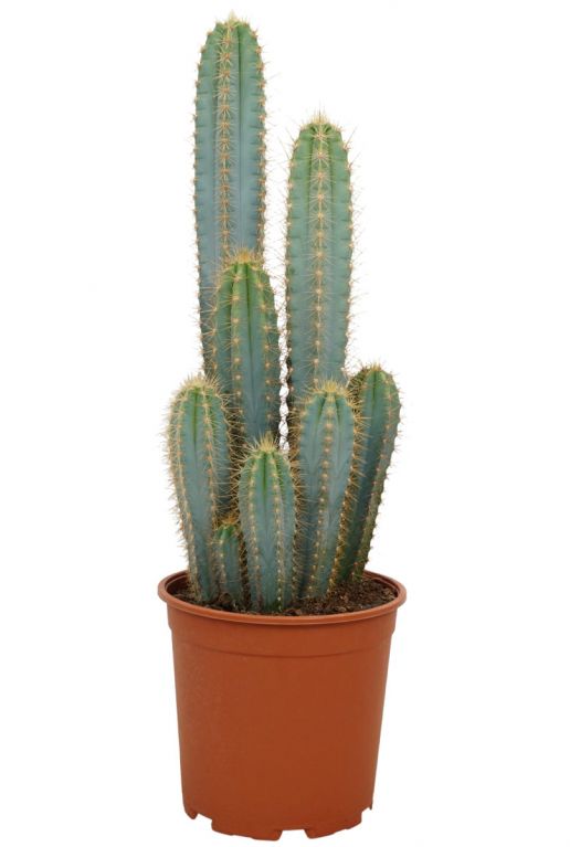 Kaktus-Pilosocereus-Azureus-klein