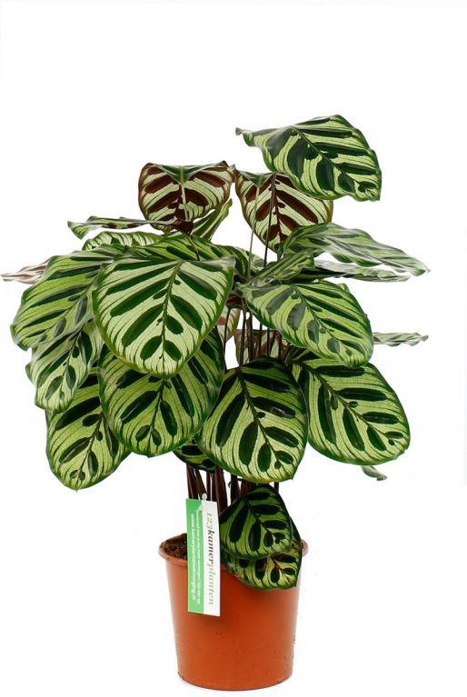 Calathea makoyana zimmerpflanze