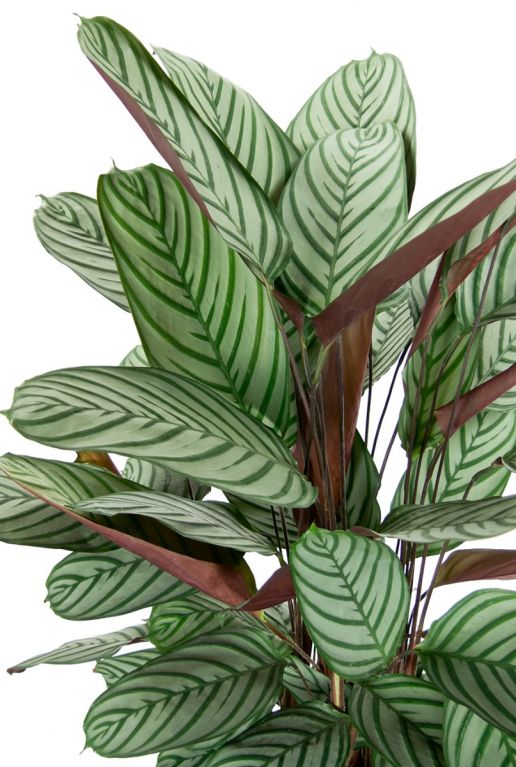 Calathea oppenheimiana Pflanze 3 1