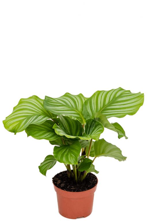 Calathea orbifolia Pflanze 1