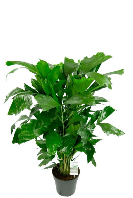 Caryota mitis groene plant