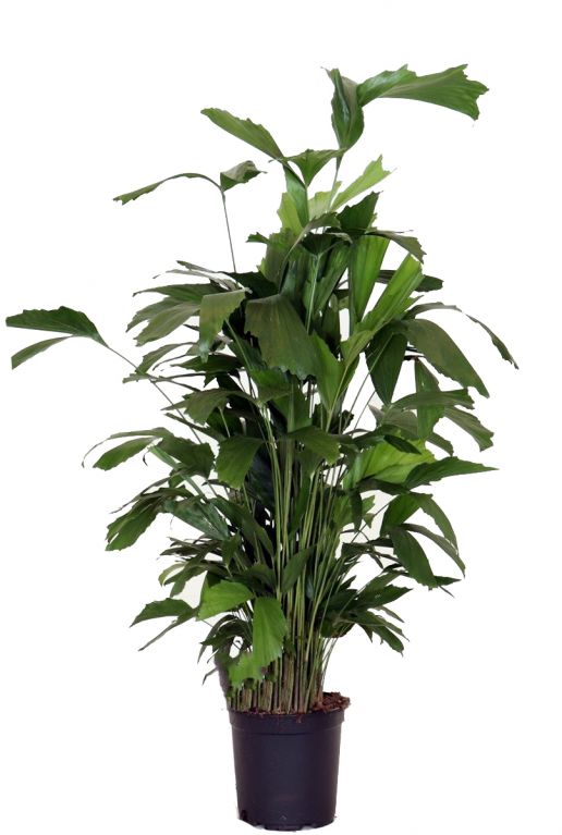 Caryota mitis pflanze
