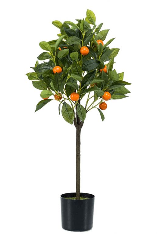 Orangenbaum 