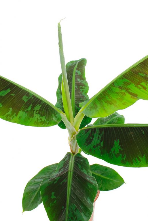 Blätter der Musa-Bananenpflanze