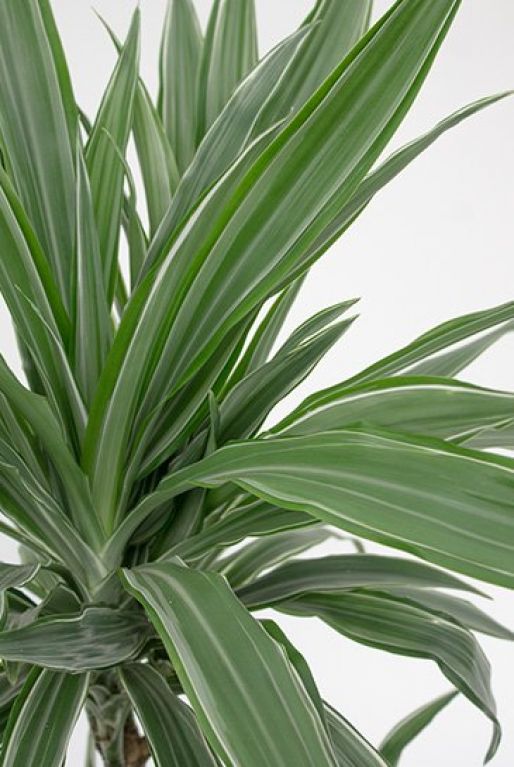 Dracaena Warneckei