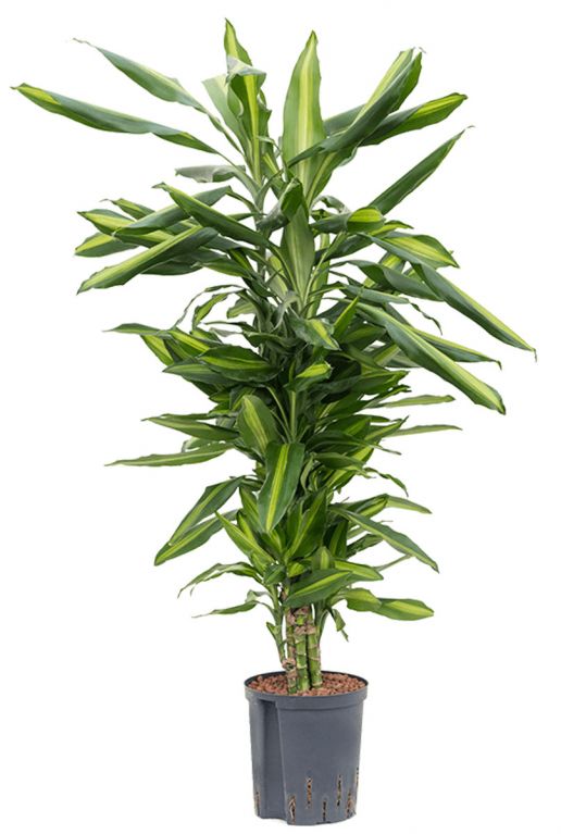 Dracaena cintho plant 2
