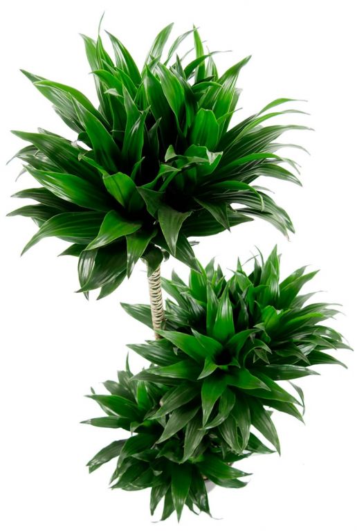 Dracaena compacta Grünpflanze