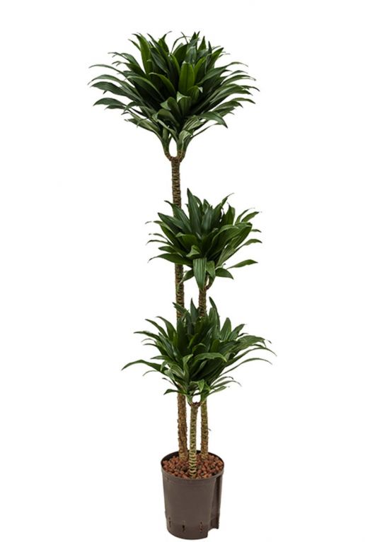 Dracaena compacta hydrokulturpflanze