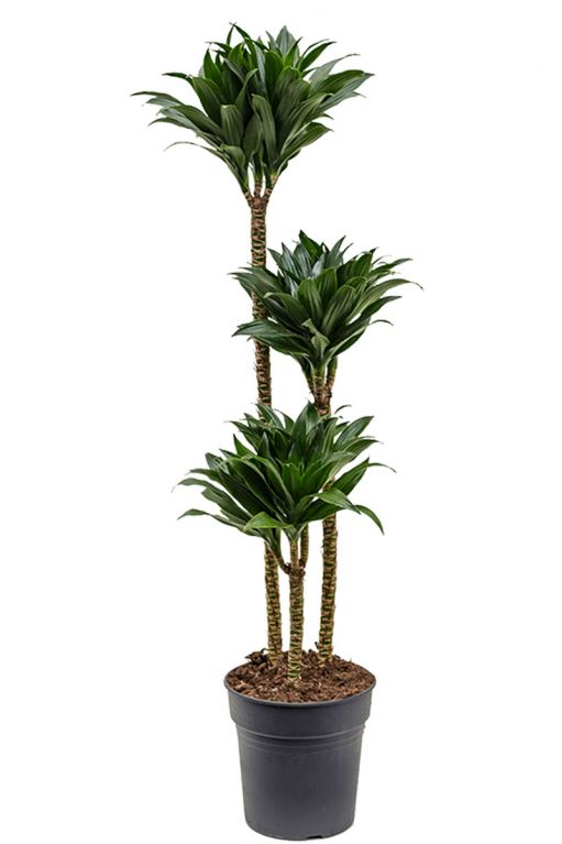 Dracaena compacta planten 2