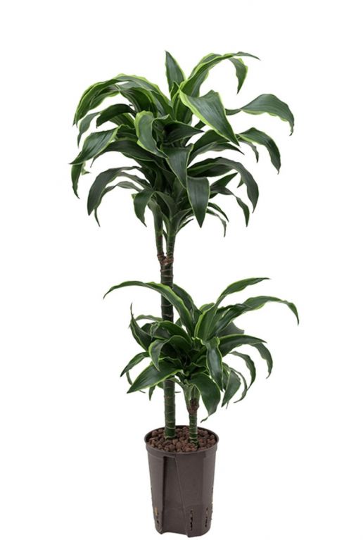 Drachenbaum hydrokulturpflanze