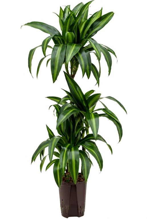 Dracaena hawaiian sunshine hydrokulturpflanze