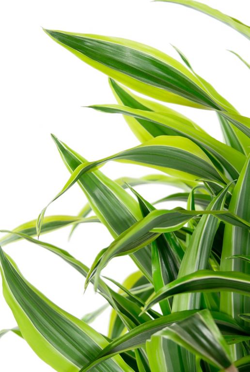 Dracaena Zitronen-Limettenblätter 