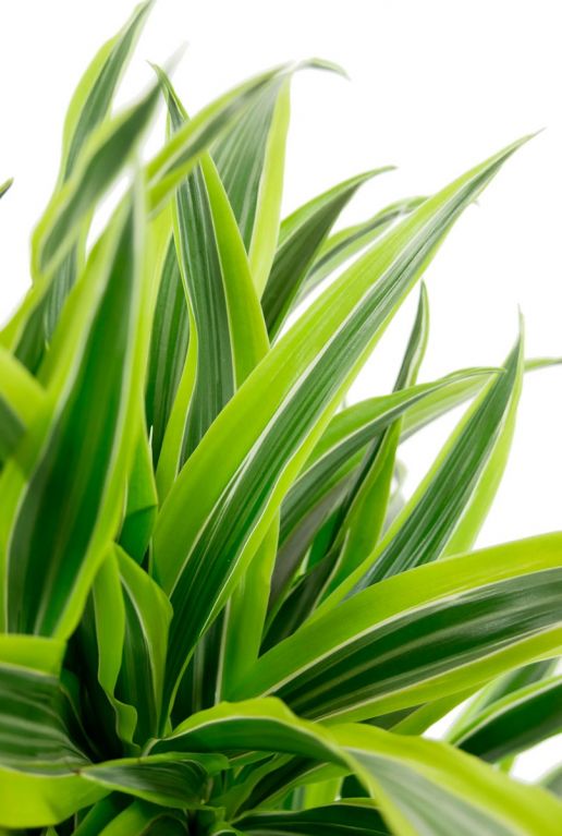 Dracaena lemon lime blatt