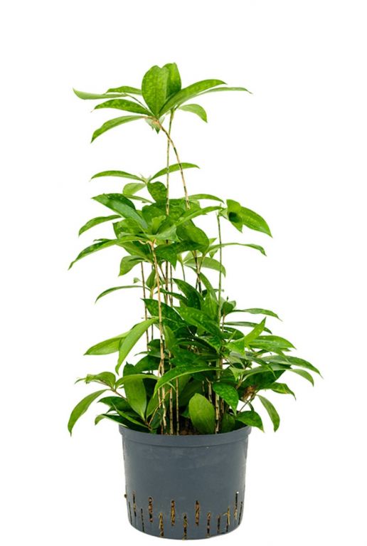 Dracaena surculosa hydrokulturpflanze