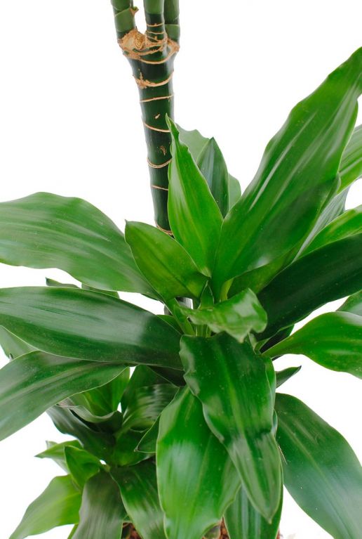 Dracaena blatt