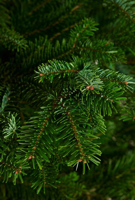 Echter-weihnachtsbaum-kaufen-online