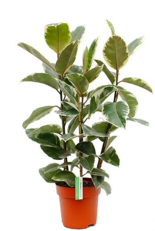 Ficus Tineke zimmerpflanze