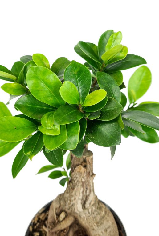 Ficus ginseng baum blatt