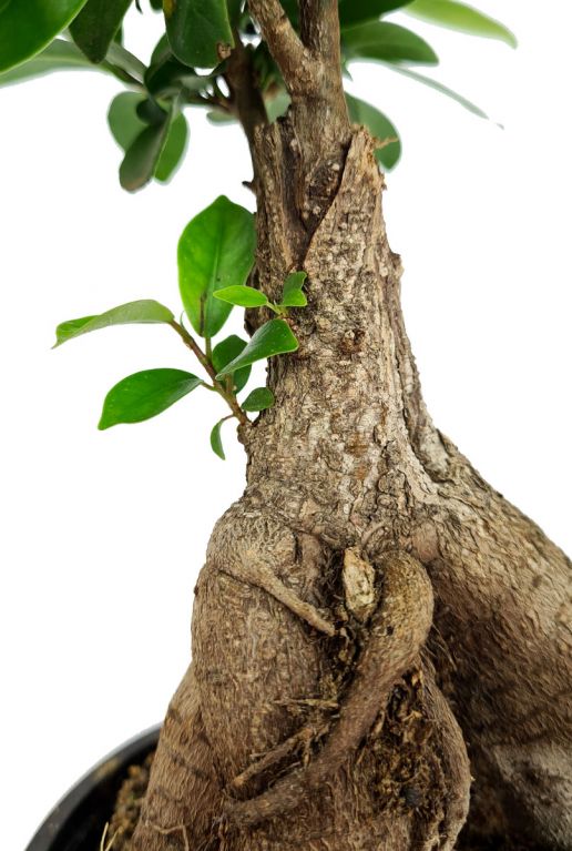 Ficus ginseng stamm